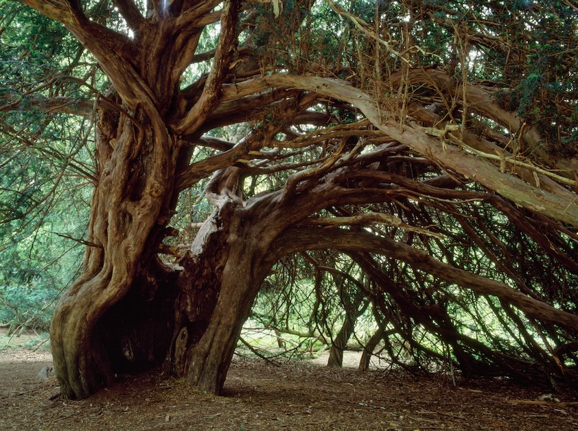 Albury Tree