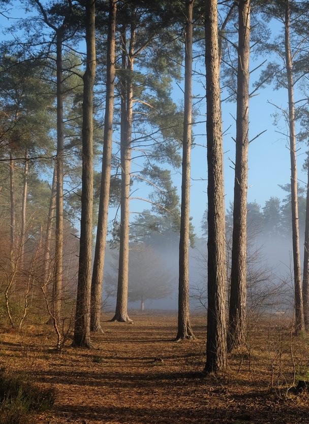 Mist through the trees on Backheath Common, near Guildford, Surrey, UK.