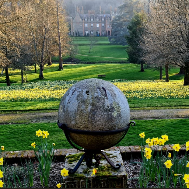 Cannonball Daffodils